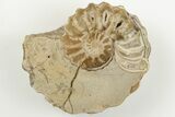 Cut/Polished Calycoceras Ammonite (Pair) - Texas #198214-2